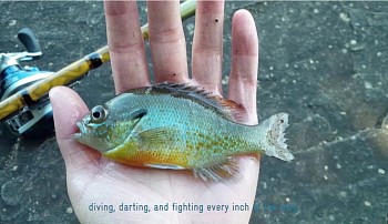 Yi Xin Tong, Migration of Eyes Multispecies Micro Fishing, 2016